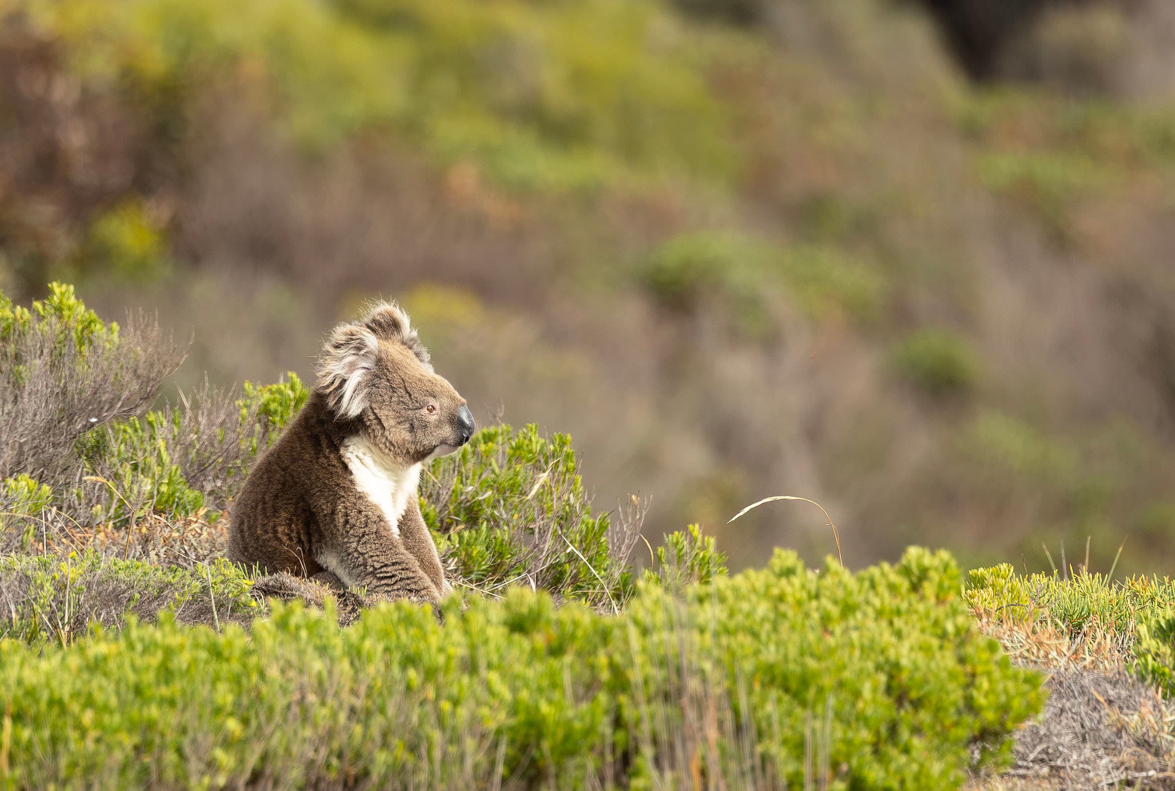 A koala having a rest at Sleaford Bay, Eyre Peninsula.