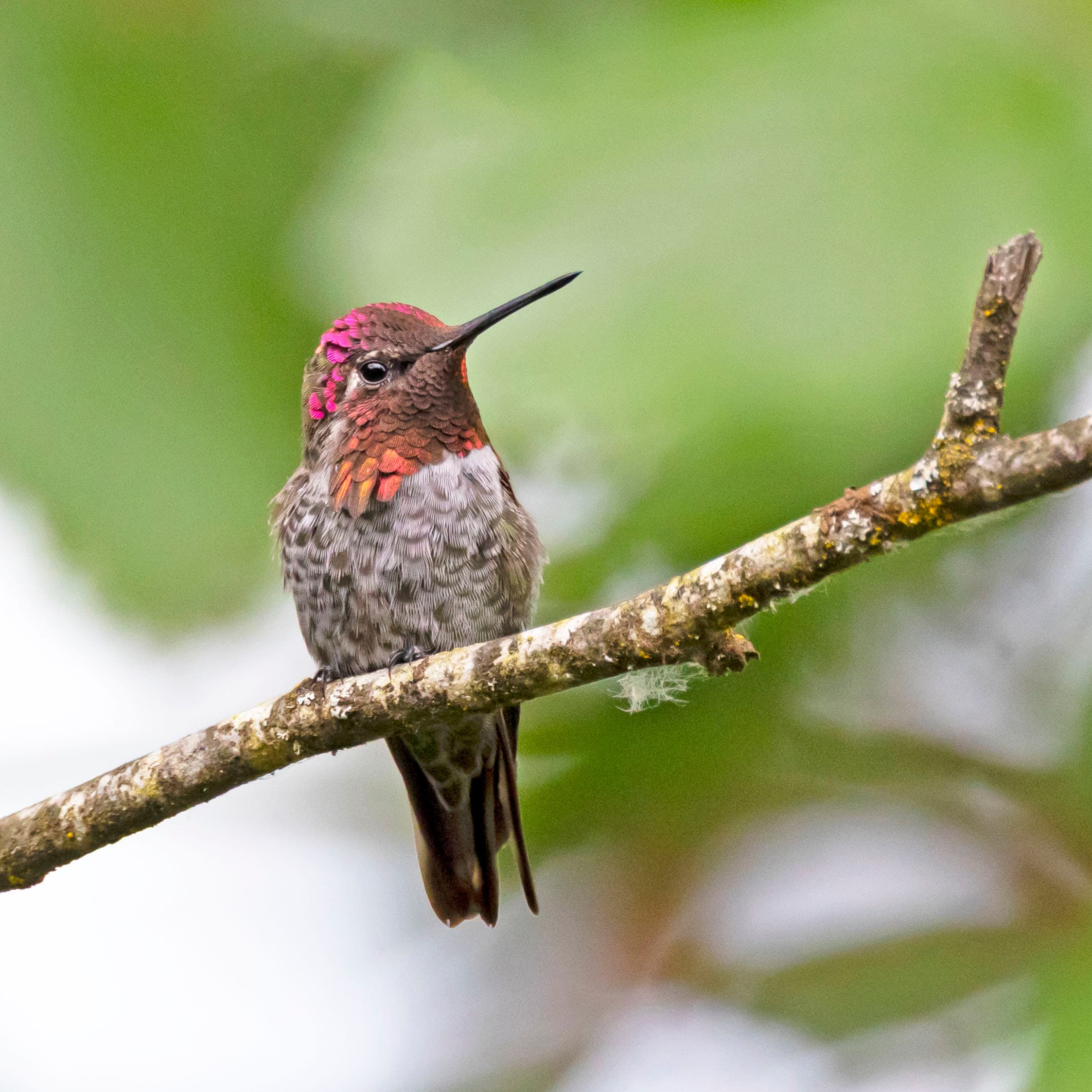 An Anna's hummingbird at Redmond, Washington state.