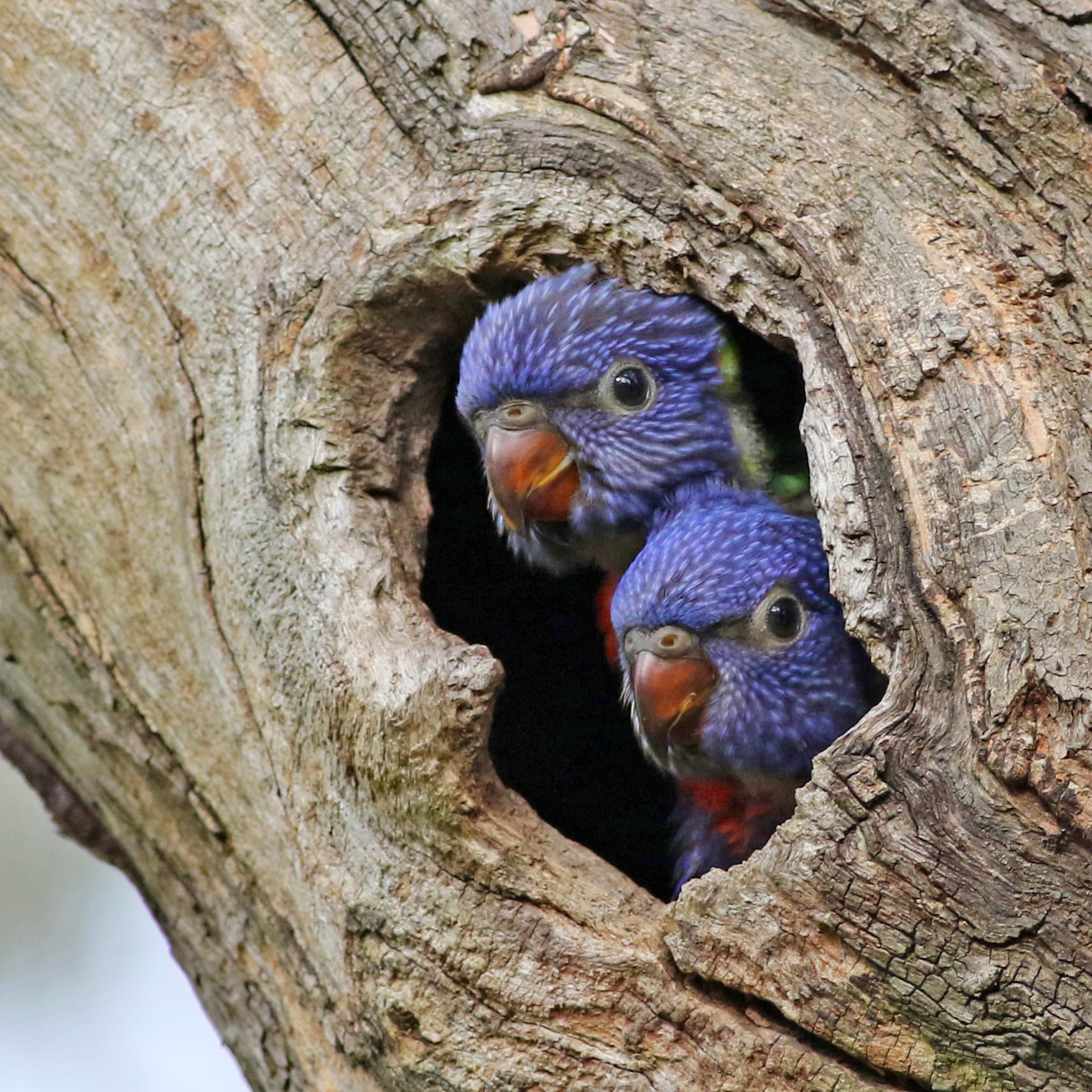 Australian bird portrait