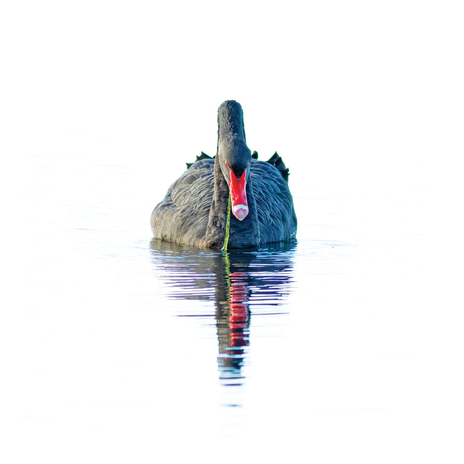Black swan on still water