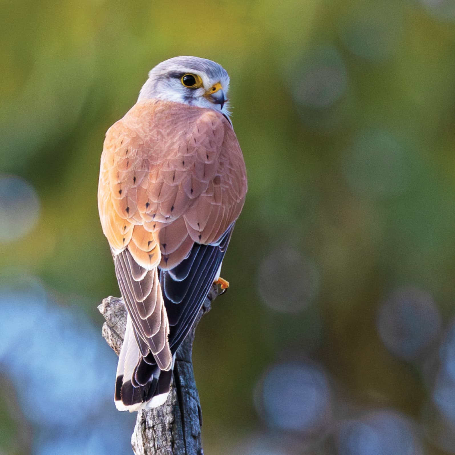 Nankeen kestrel perched