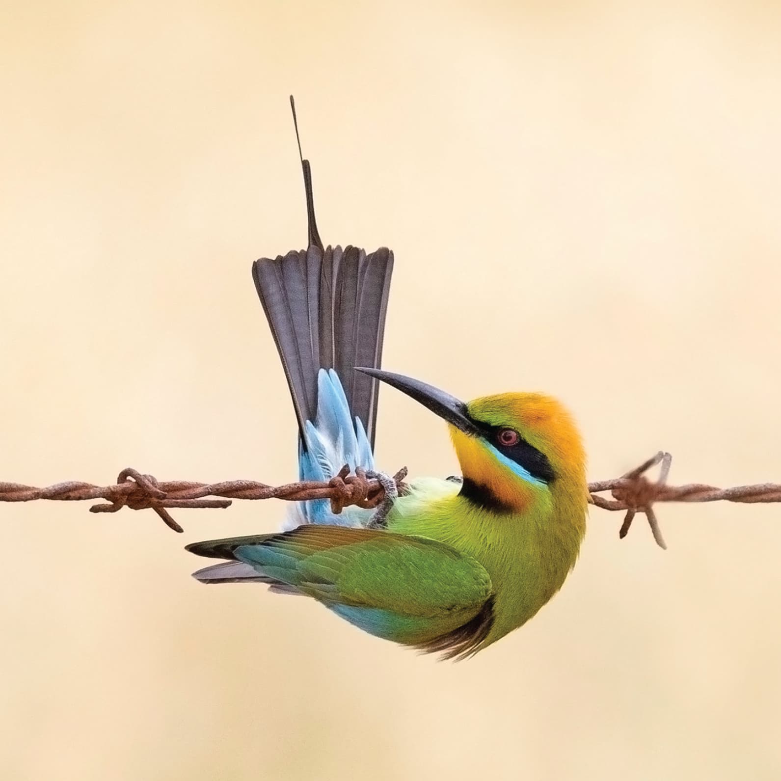 Rainbow bee-eater in flight