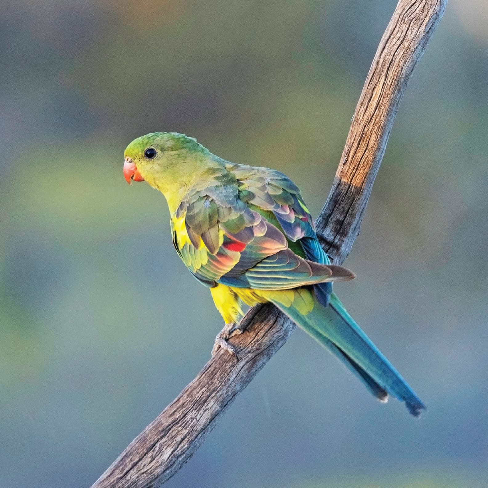 Regent parrot in the wild