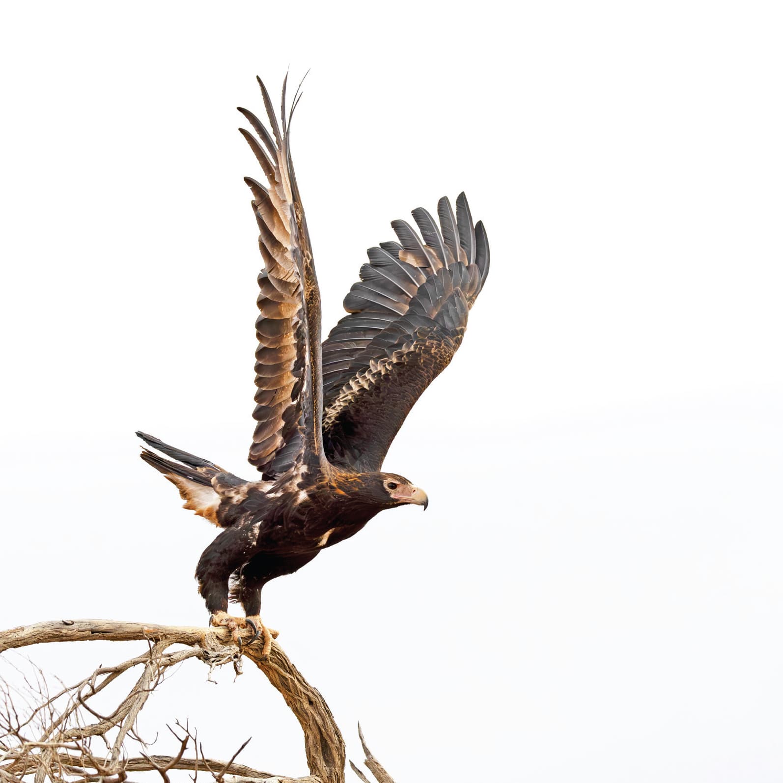 Wedge-tailed eagle soaring
