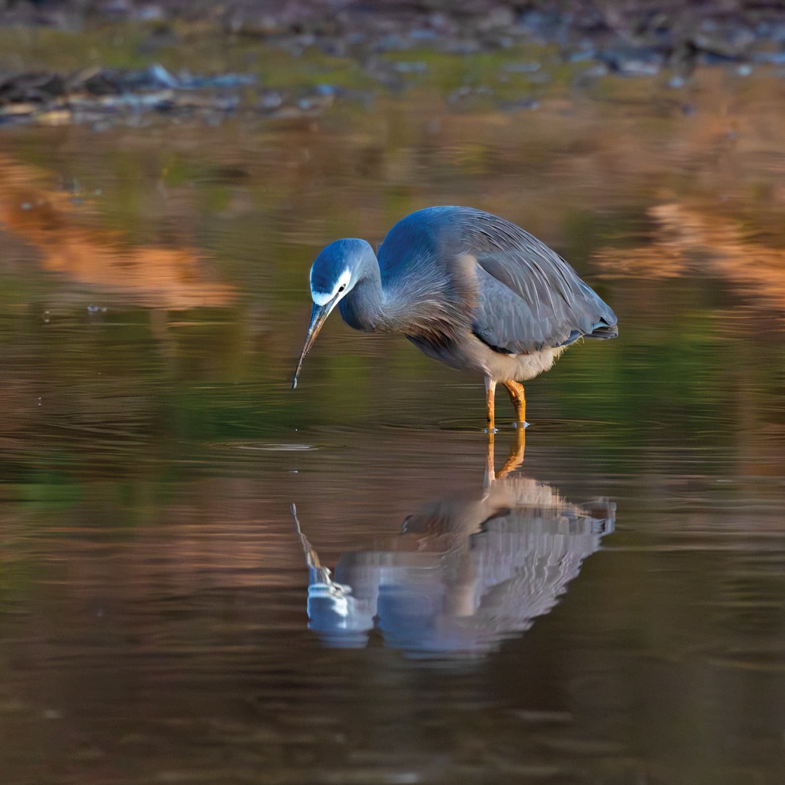 White-faced heron wading at dawn