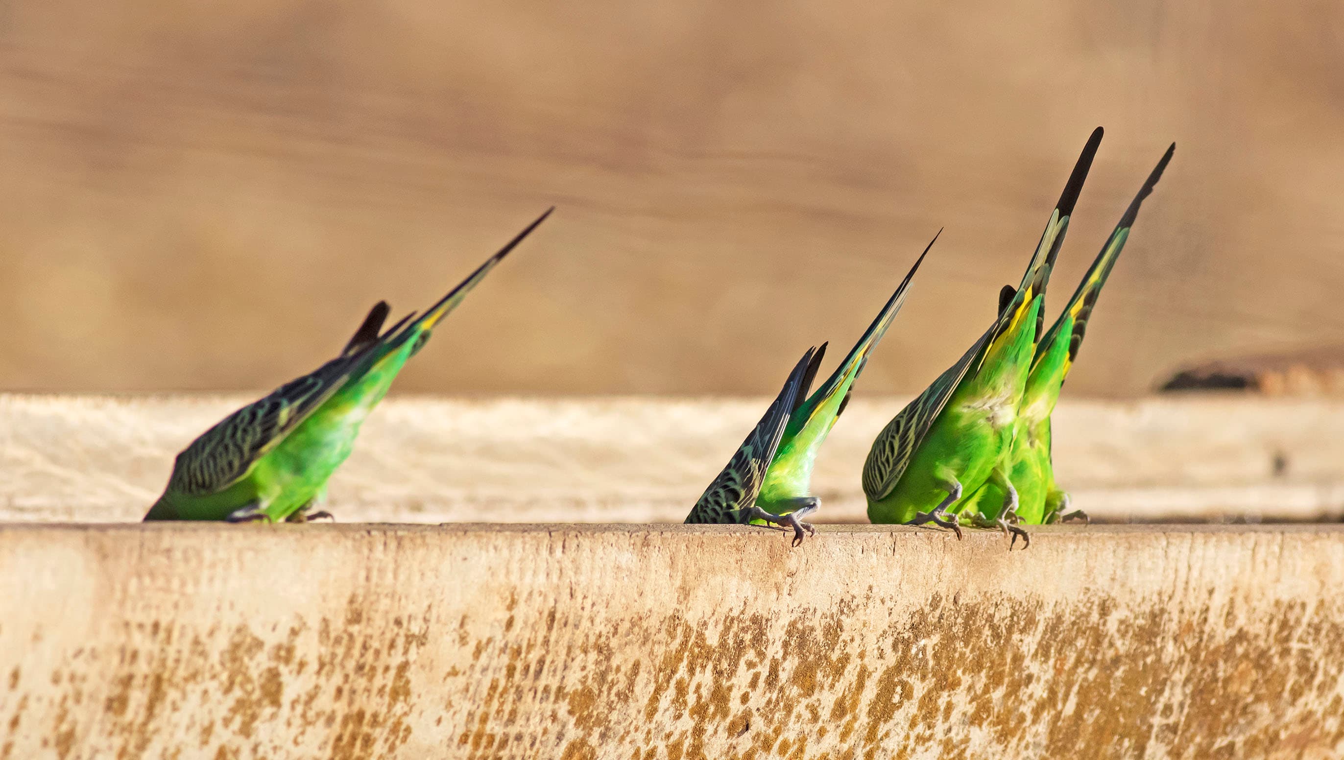 Bottoms up! Budgerigars drinking from a sheep trough at Roseworthy, South Australia.