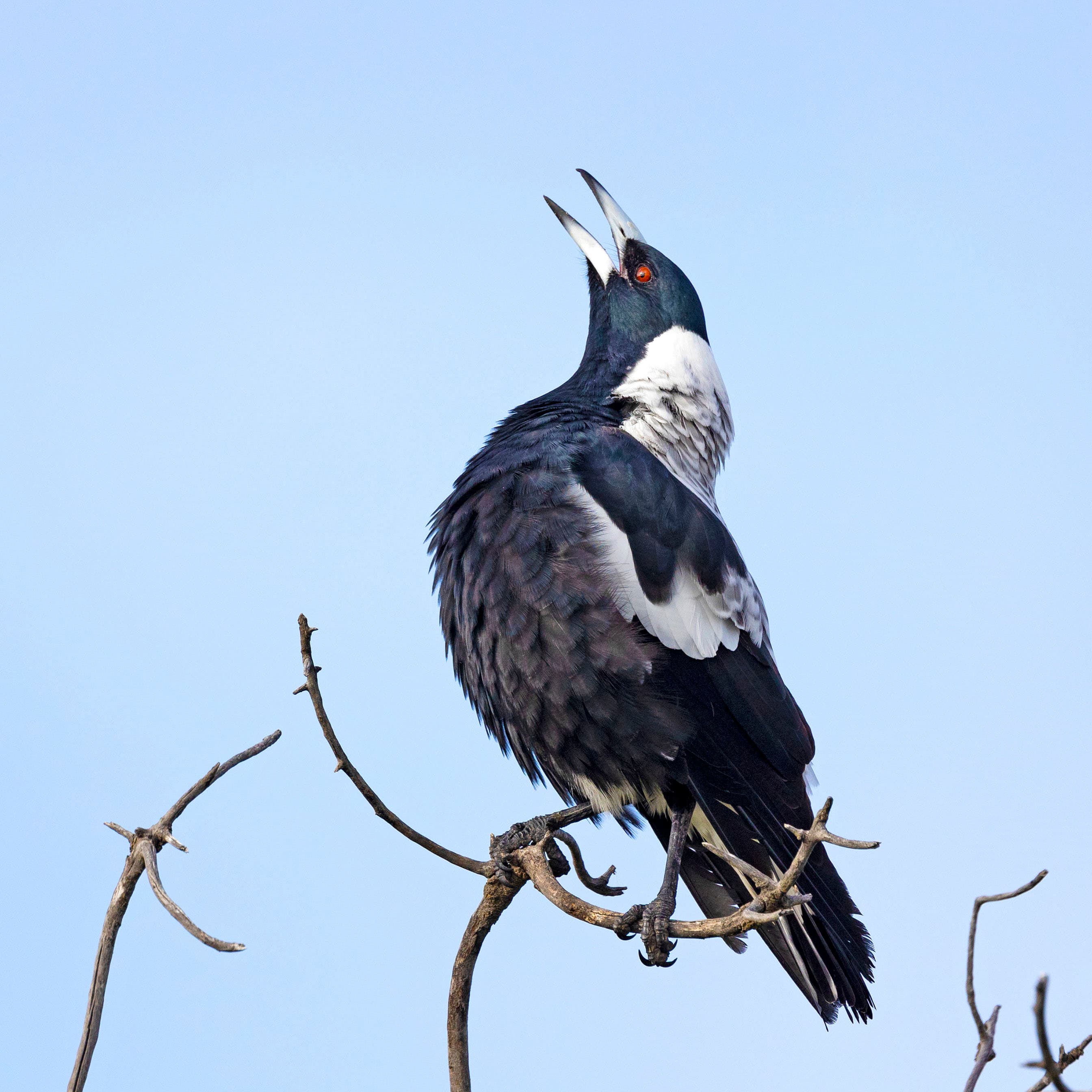A magpie singing at Goolwa, South Australia.