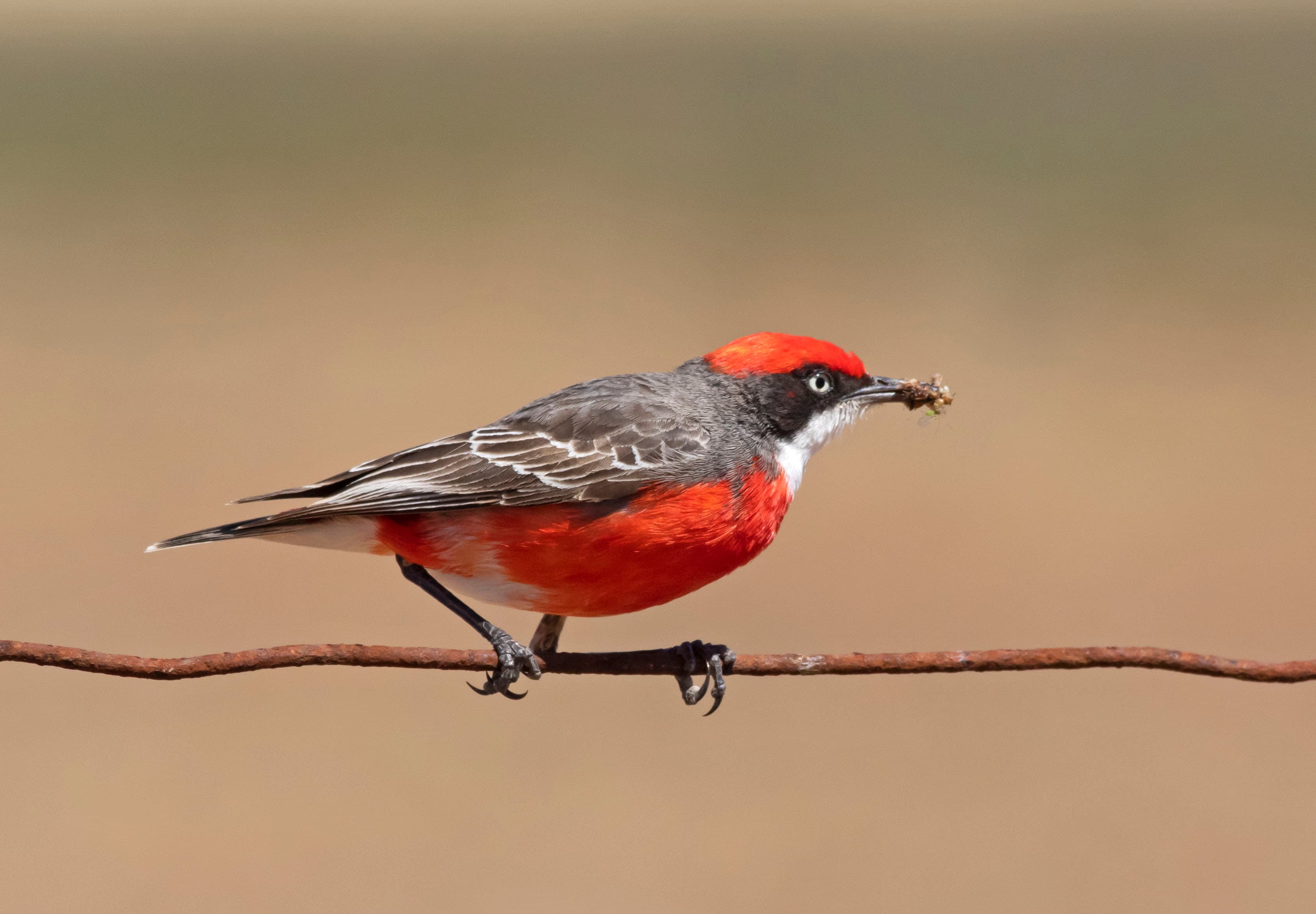 A male crimson chat with food for the babies. Halbury, South Australia.