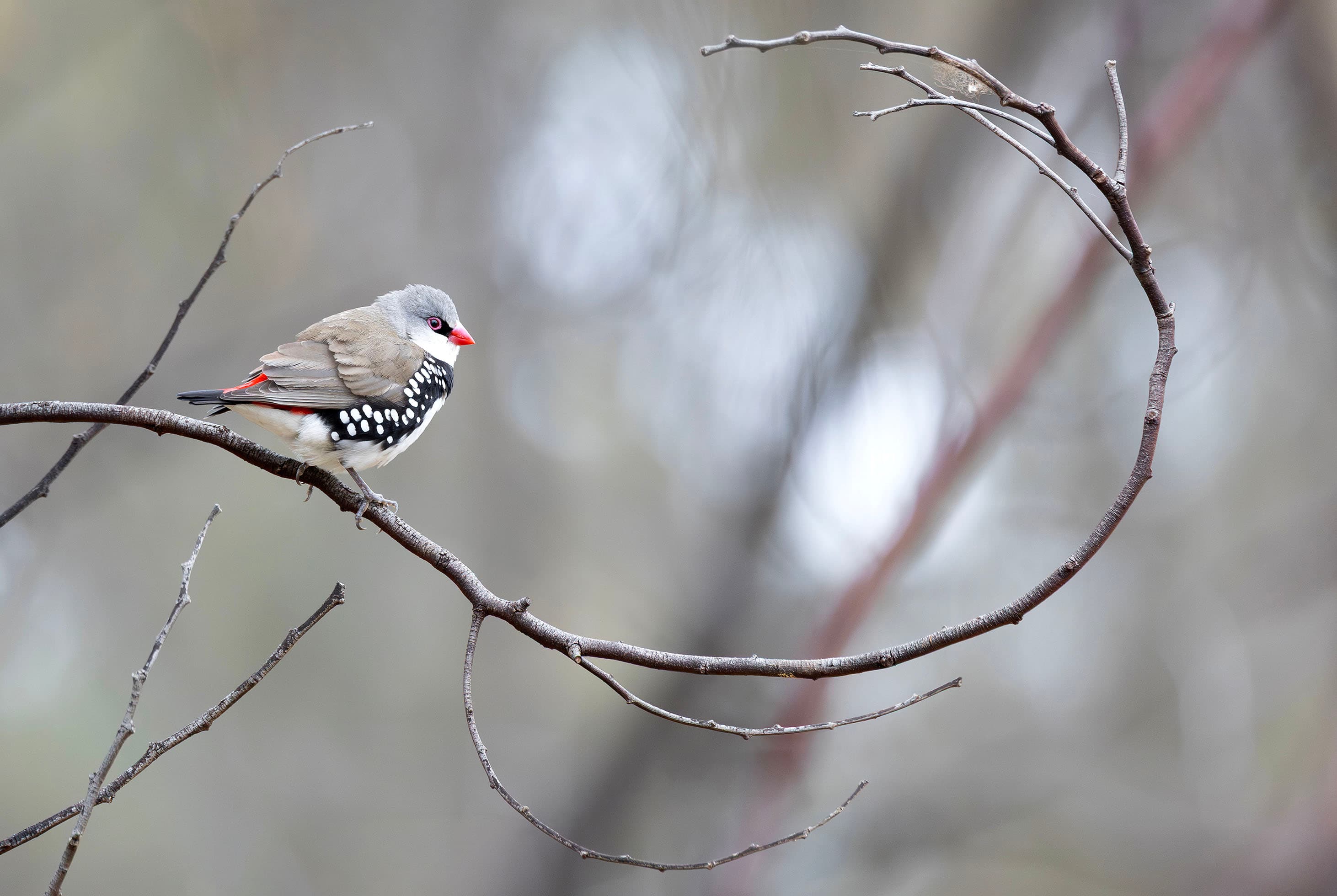 A diamond firetail at Monarto Woodlands, South Australia.