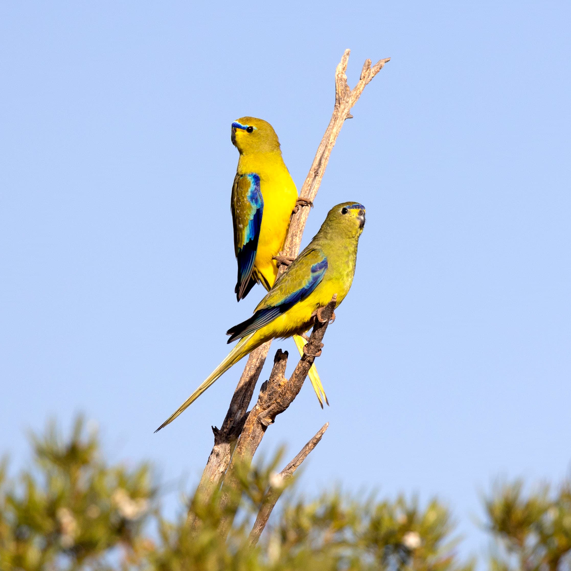 Elegant parrots at the Australian Arid Lands Botanic Garden, South Australia.