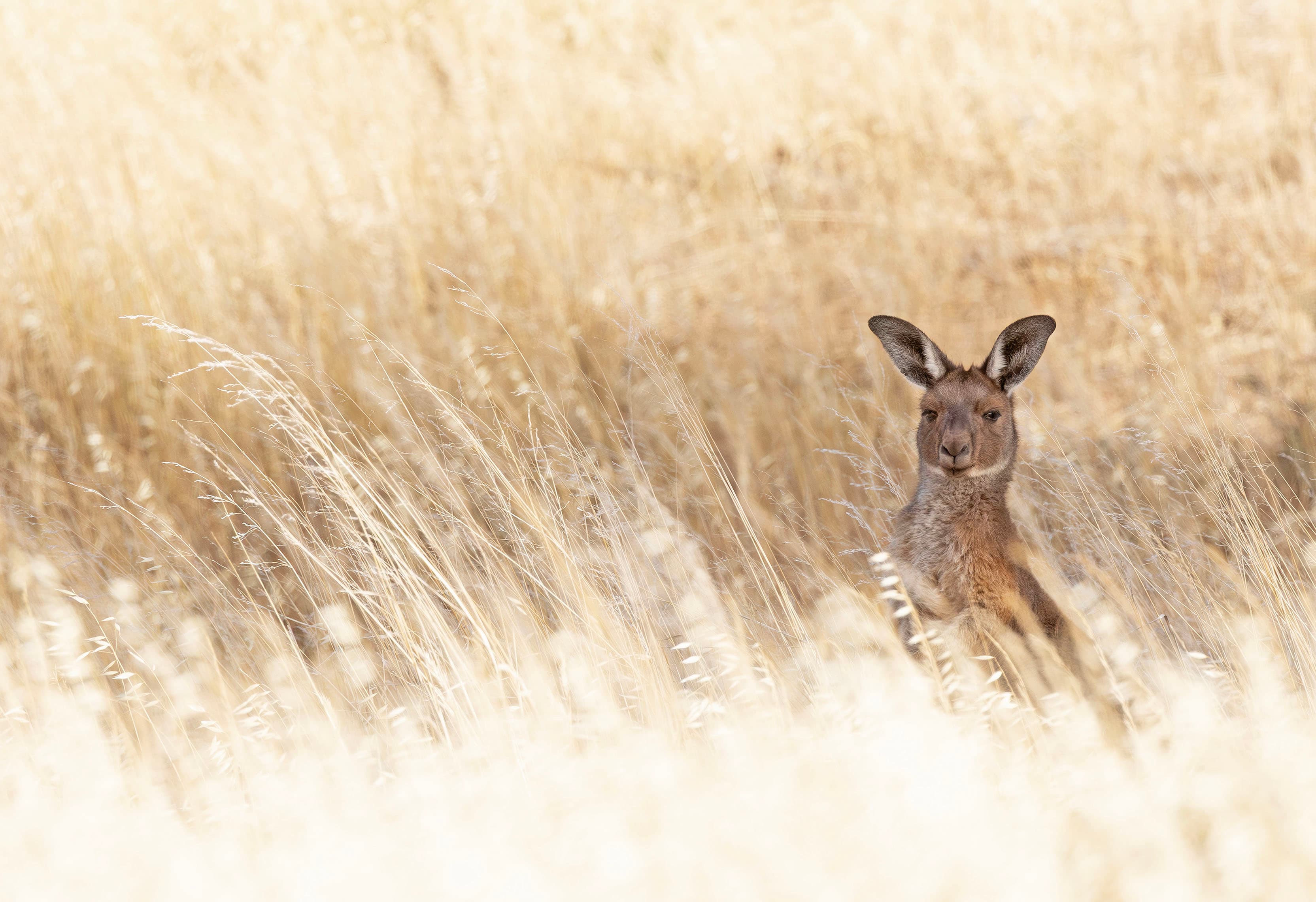 A kangaroo near Quorn, South Australia.