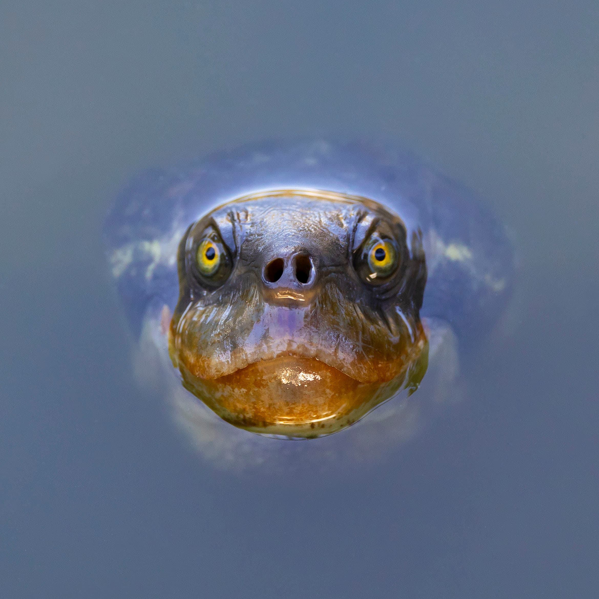 A Macquarie turtle at Gympie, Queensland.