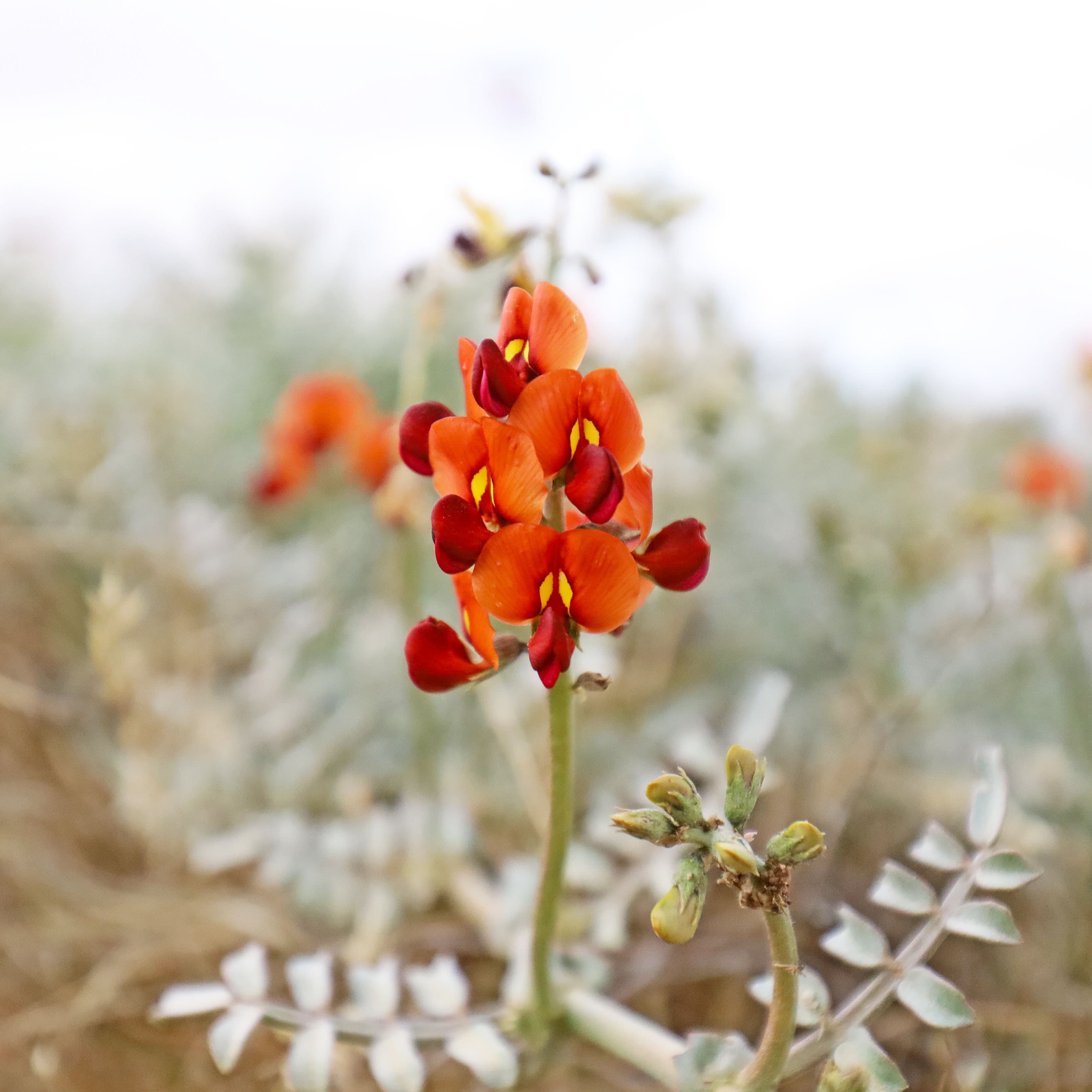 Orange darling pea along the Birdsville Track.