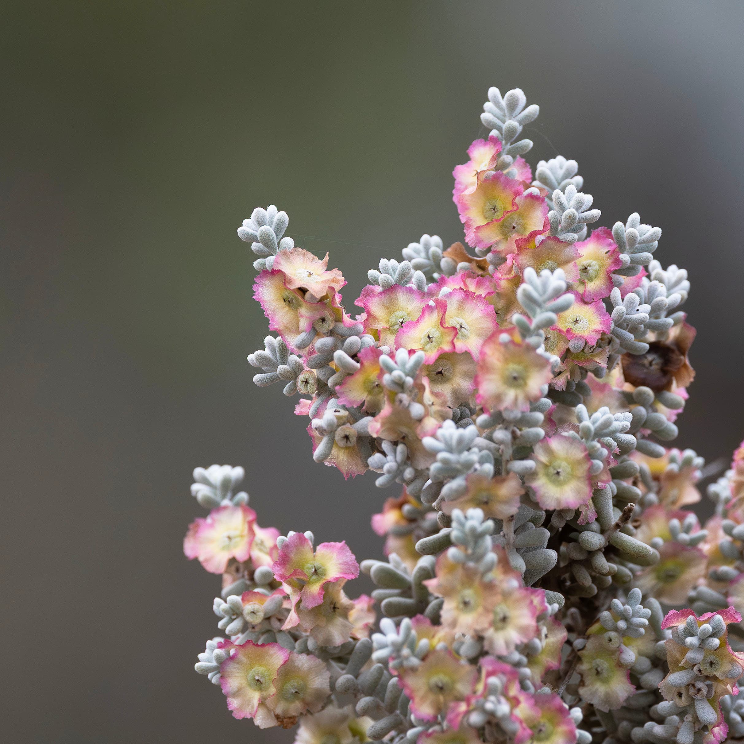 Pearl bluebush (Maireana sedifolia) at Gluepot Reserve, South Australia.