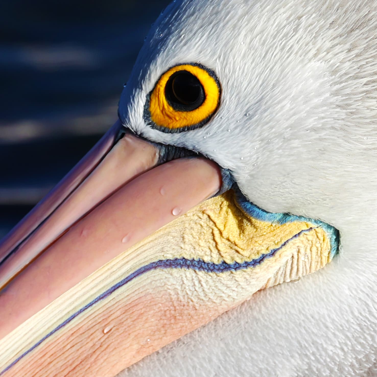 An Australian pelican at Port Lincoln, Eyre Peninsula.