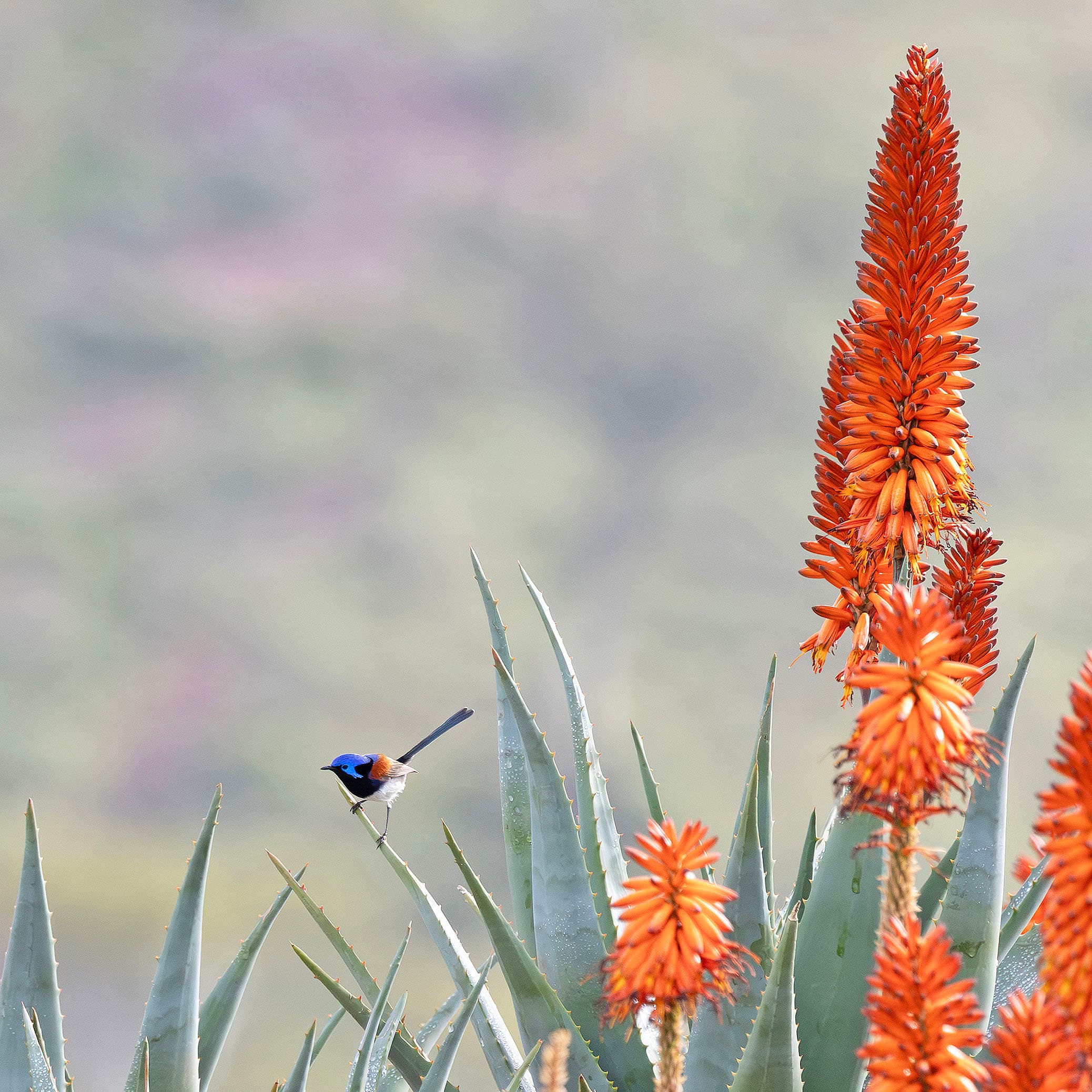 A tiny purple-backed fairywren in an aloe plant. Near Quorn, South Australia.