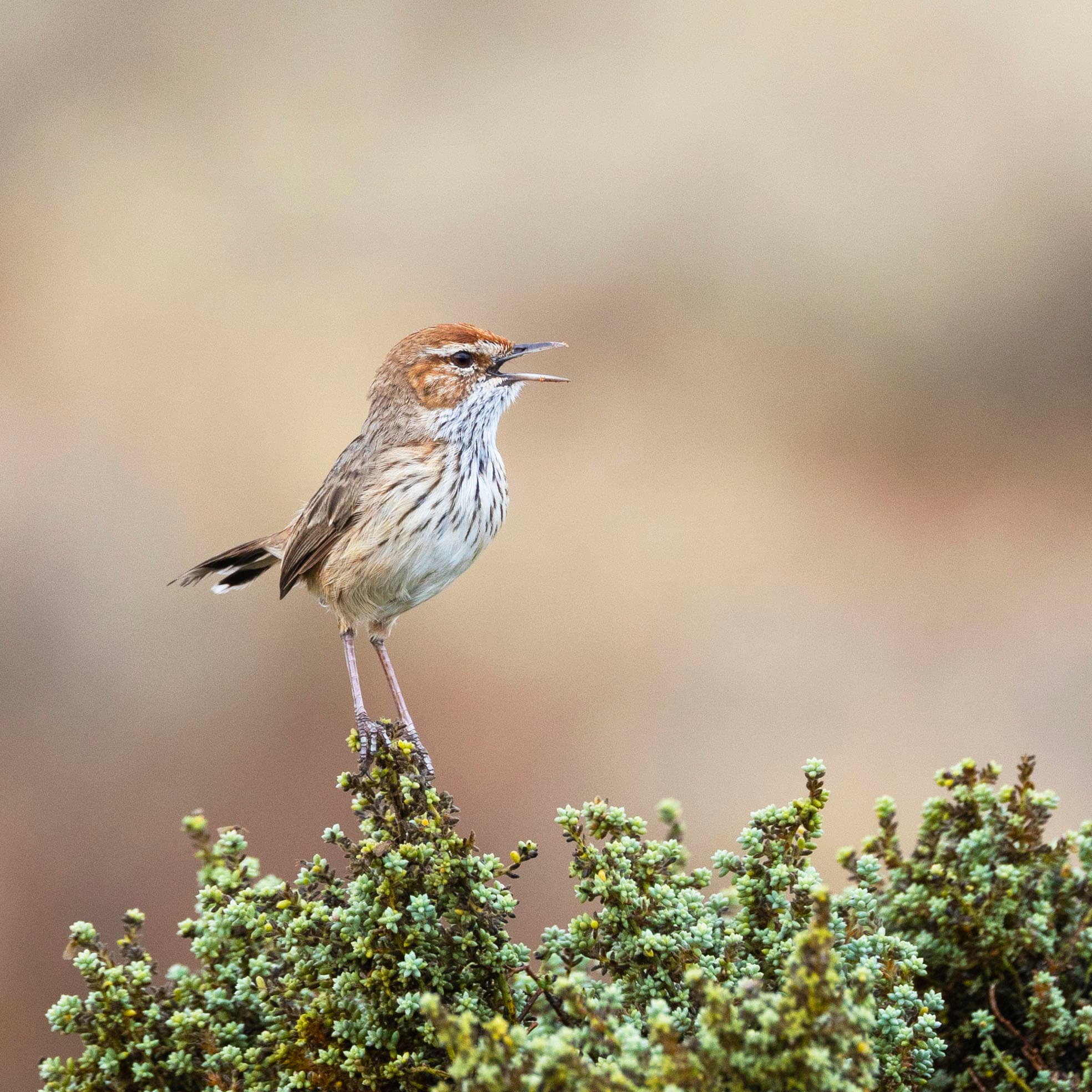 A rufous fieldwren singing loudly at the Australian Arid Lands Botanic Garden.