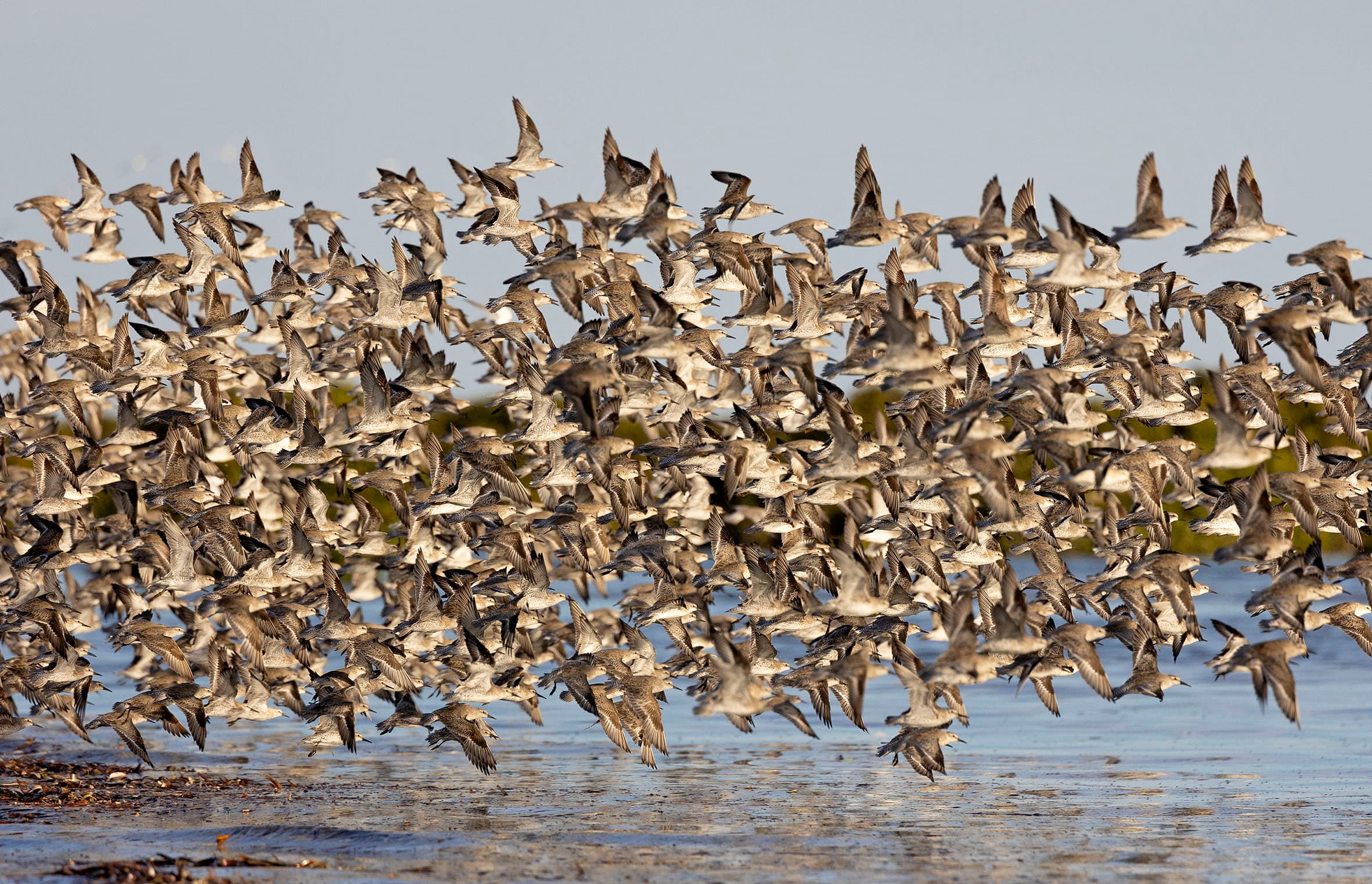 Shorebirds in flight - spooked by a raptor - at Bald Hill Beach, South Australia.