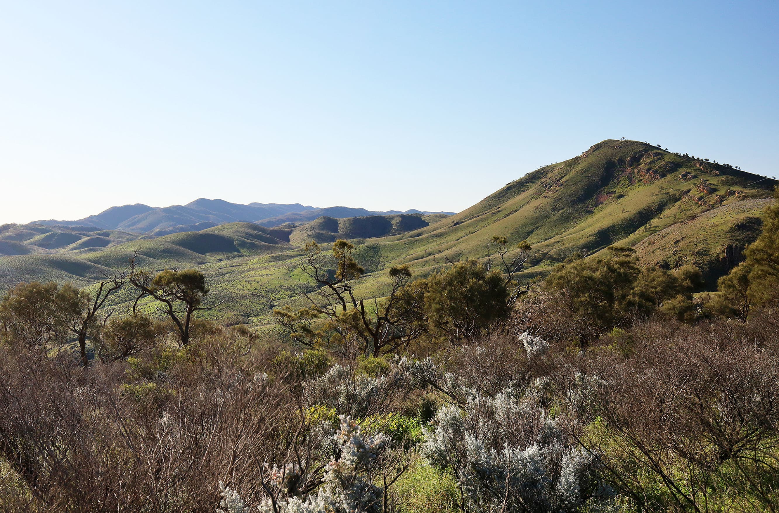 A view of the southern Flinders Ranges looking unusually green after recent heavy rain.
