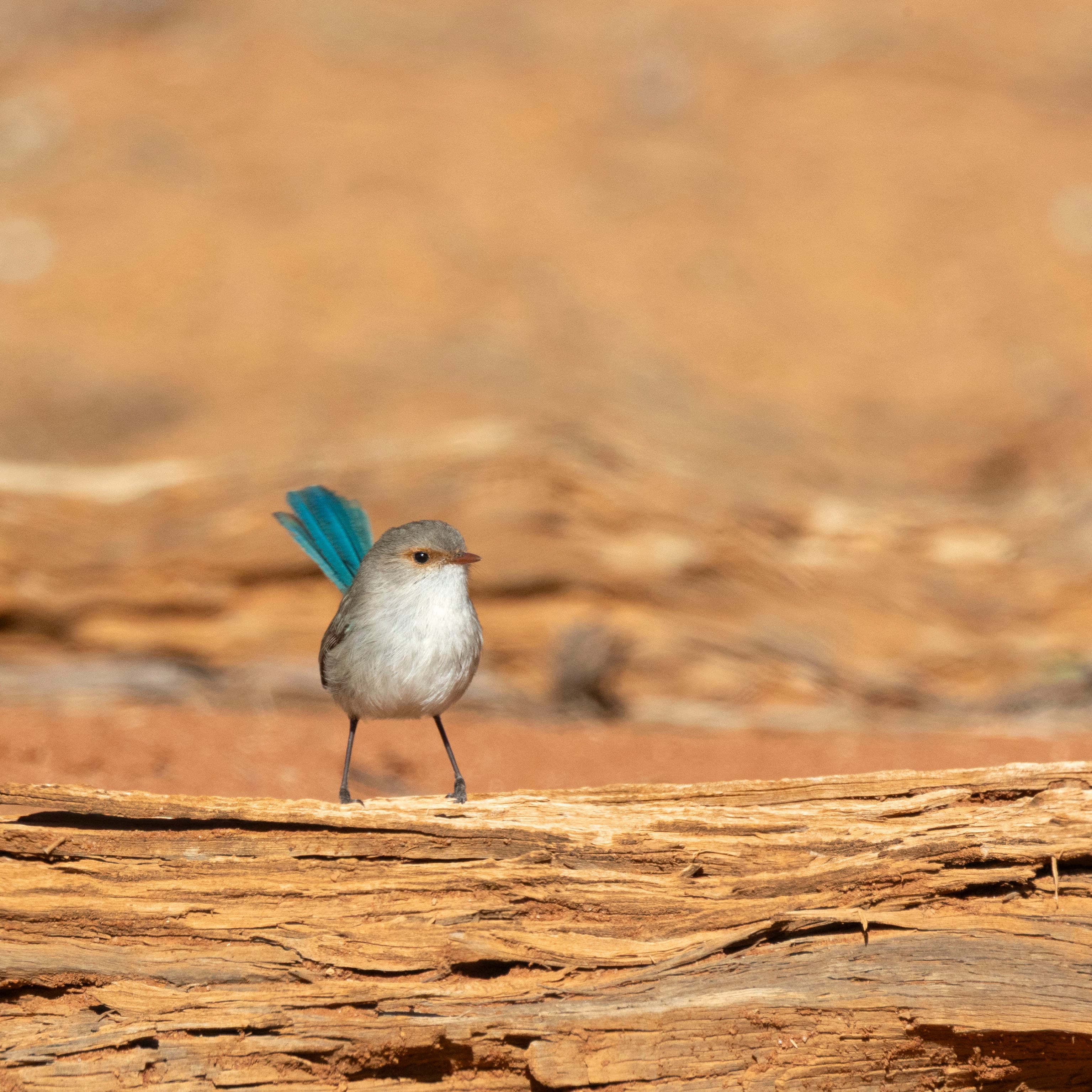 A female splendid fairywren with attitude. Gluepot Reserve, South Australia.