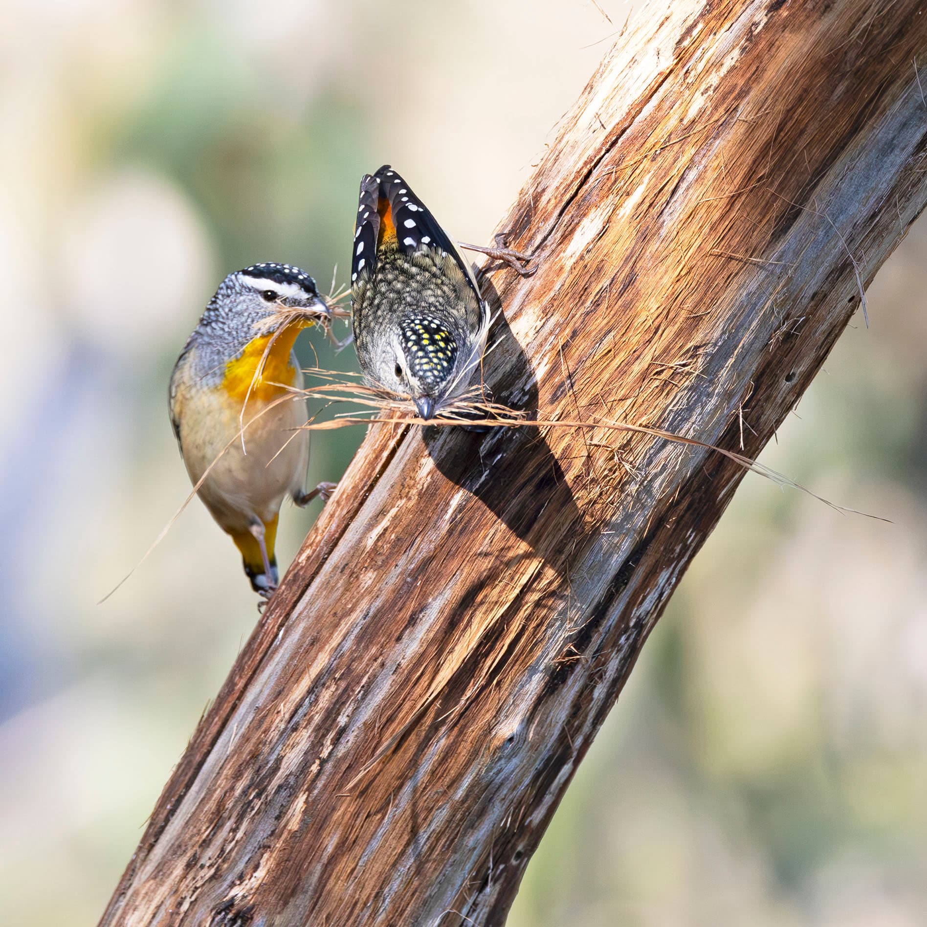 Spotted pardalotes collecting nesting material at Spring Gully Conservation Park, South Australia. Tree is a red stringybark.