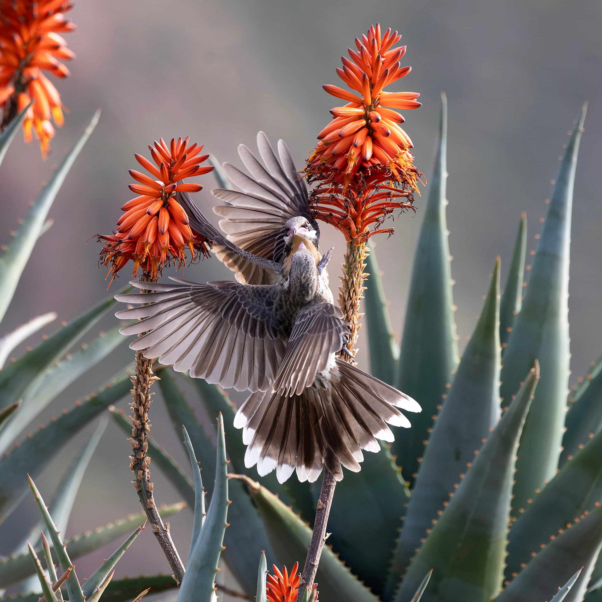Two squabbling spiny-cheeked honeyeaters on an aloe plant. Near Quorn, South Australia.