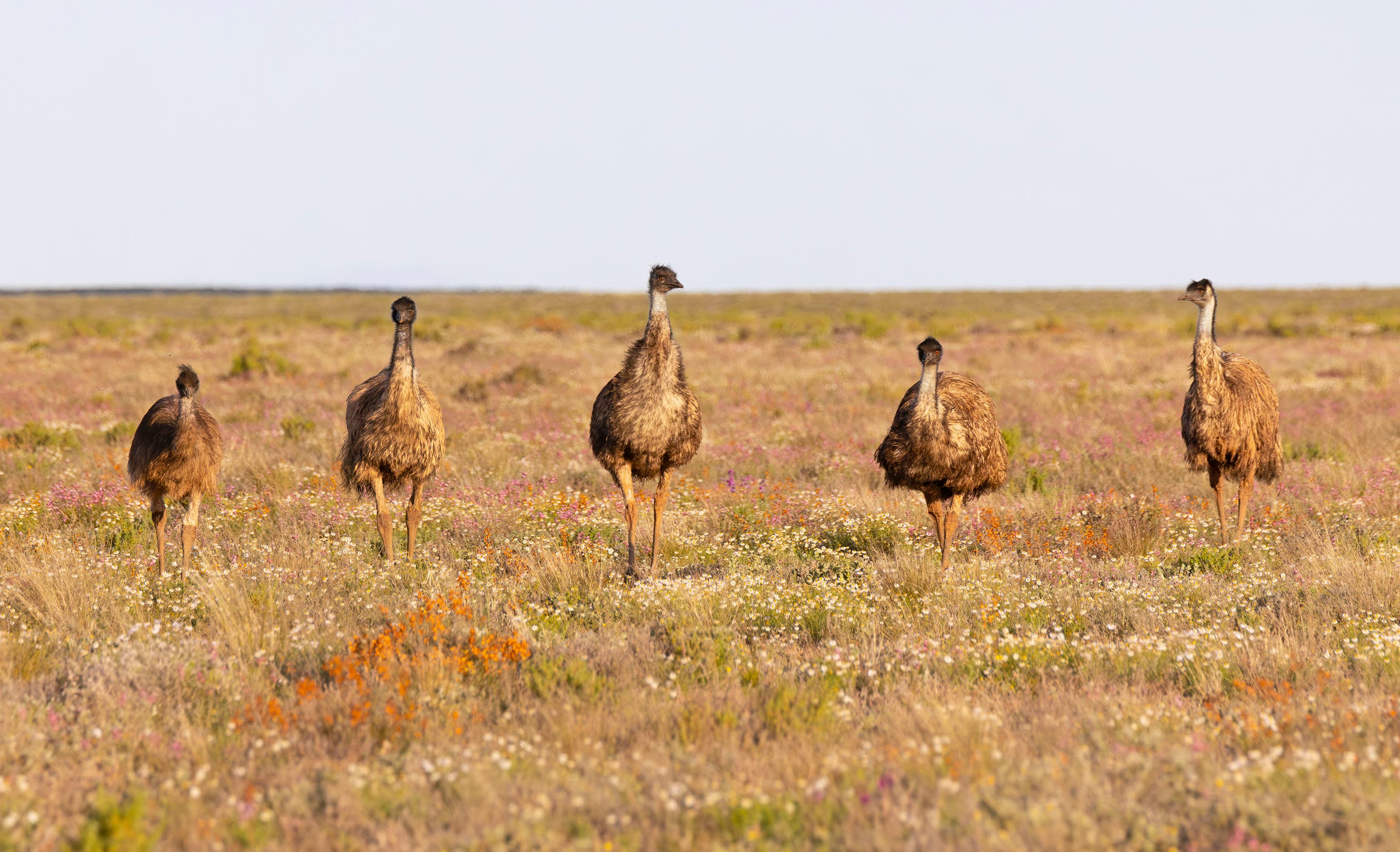 Curious teenager emus came over to see what I was doing. Boolcoomatta Reserve, South Australia.