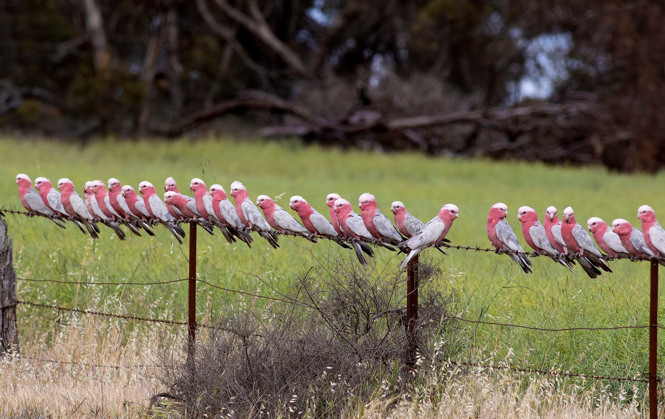 Galahs on a fence near Balaklava, South Australia.