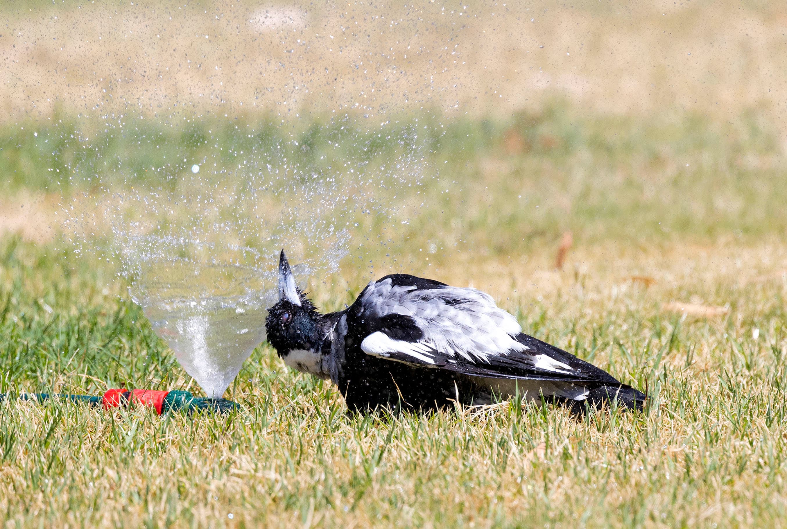 An Australian magpie enjoying the spray from a sprinkler on the lawn on a hot day in the Clare Valley.