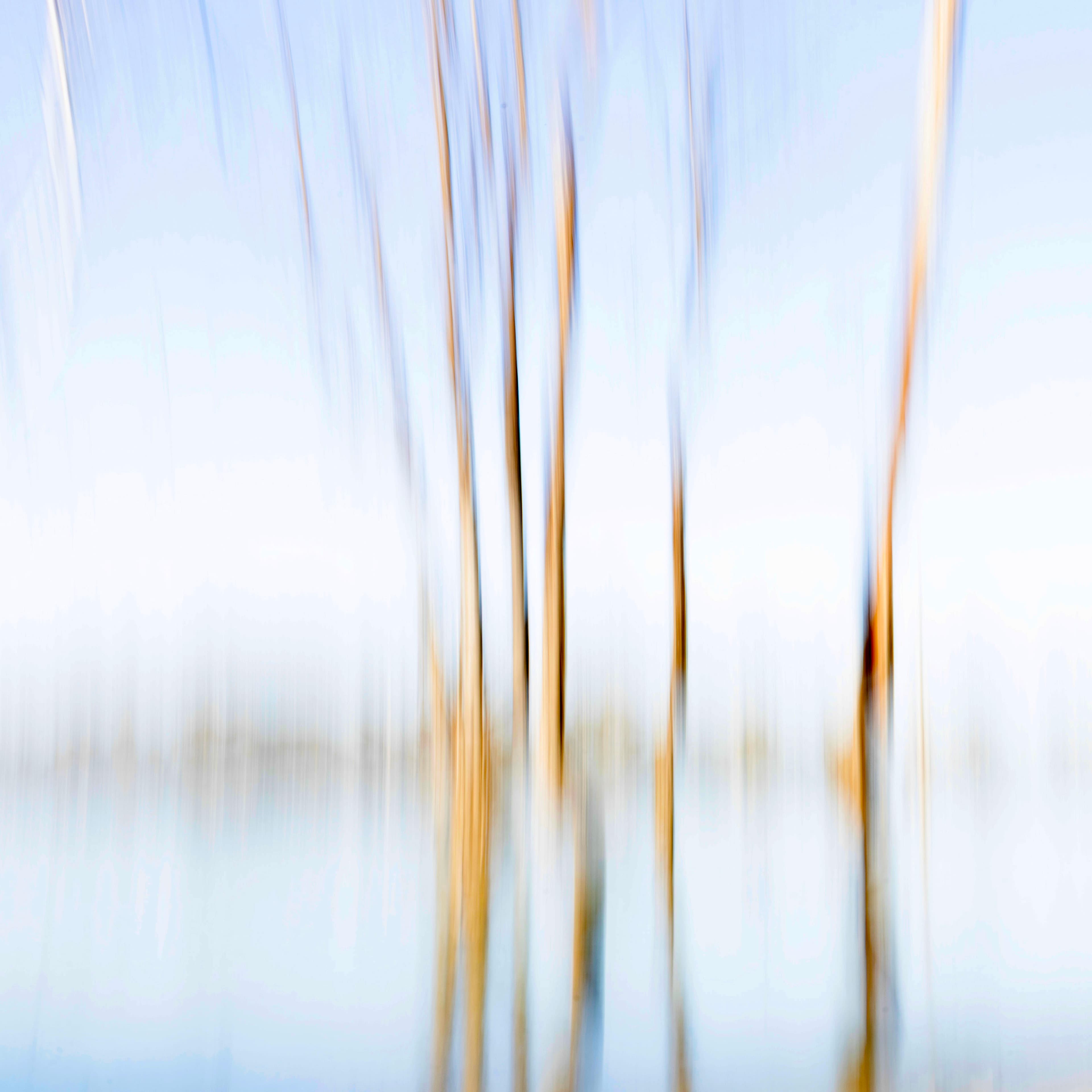River red gums at Lake Hattah, Hattah-Kulkyne National Park. I employed intentional camera movement (ICM) to capture this image.