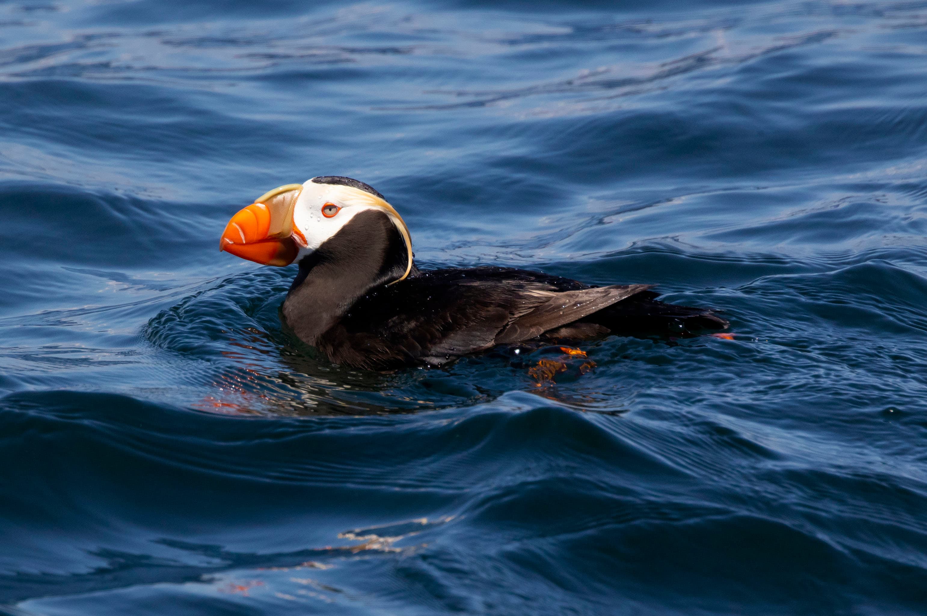 A tufted puffin near Smith Island, Washington state.