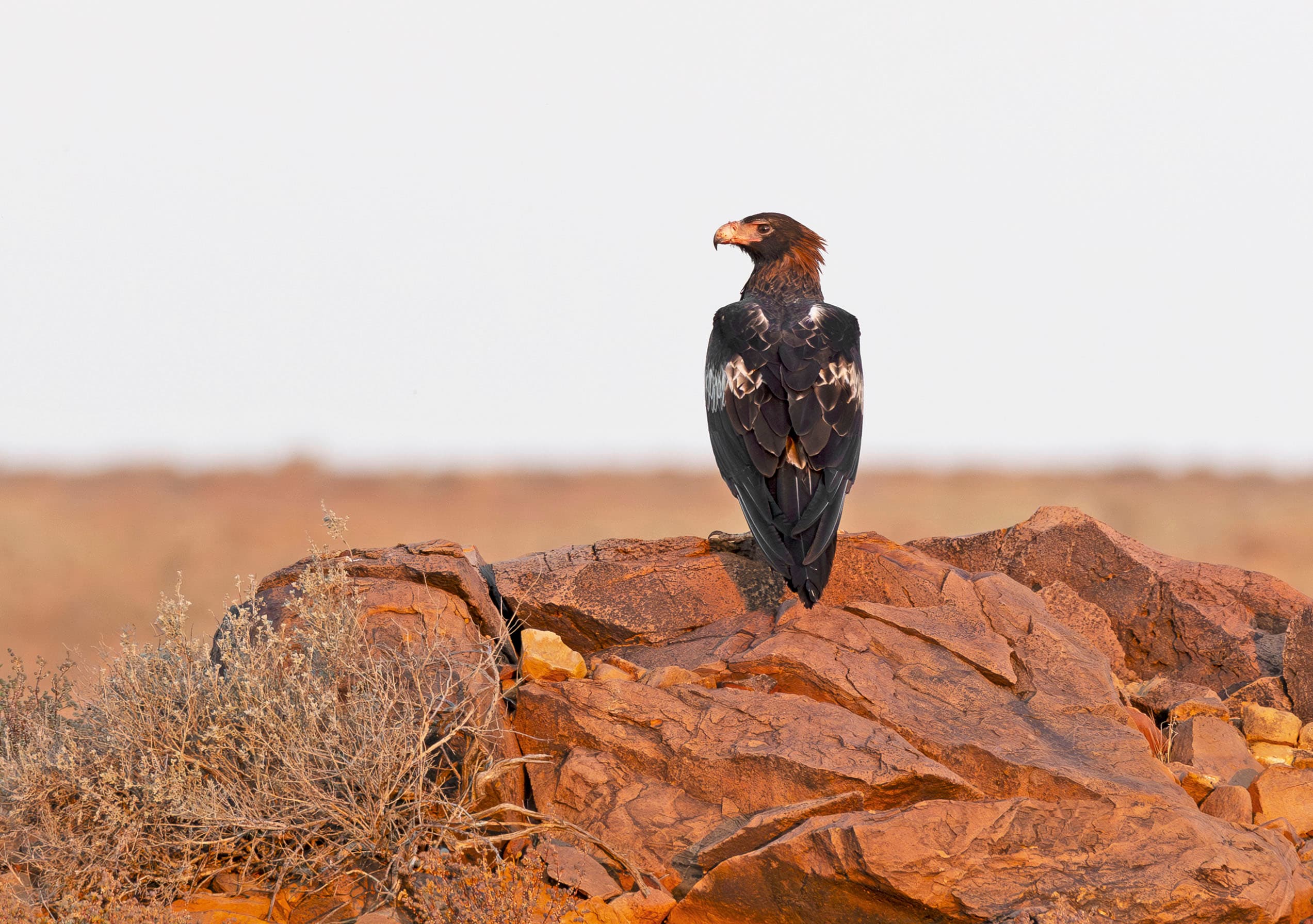 A wedge-tailed eagle sitting on a rock near Woomera, South Australia.