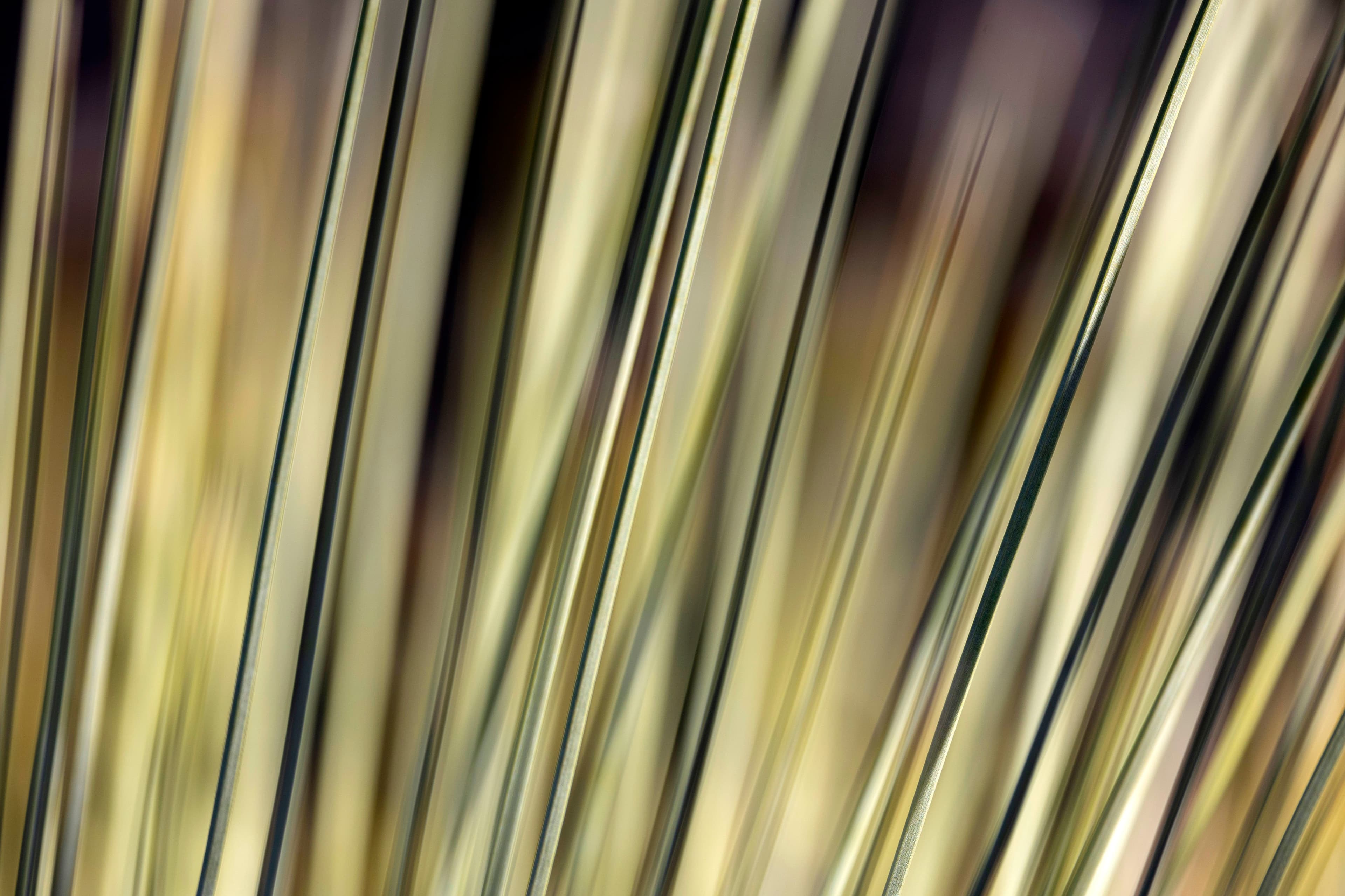 Xanthorrhoea quadrangulata at Spring Gully Conservation Park, South Australia.