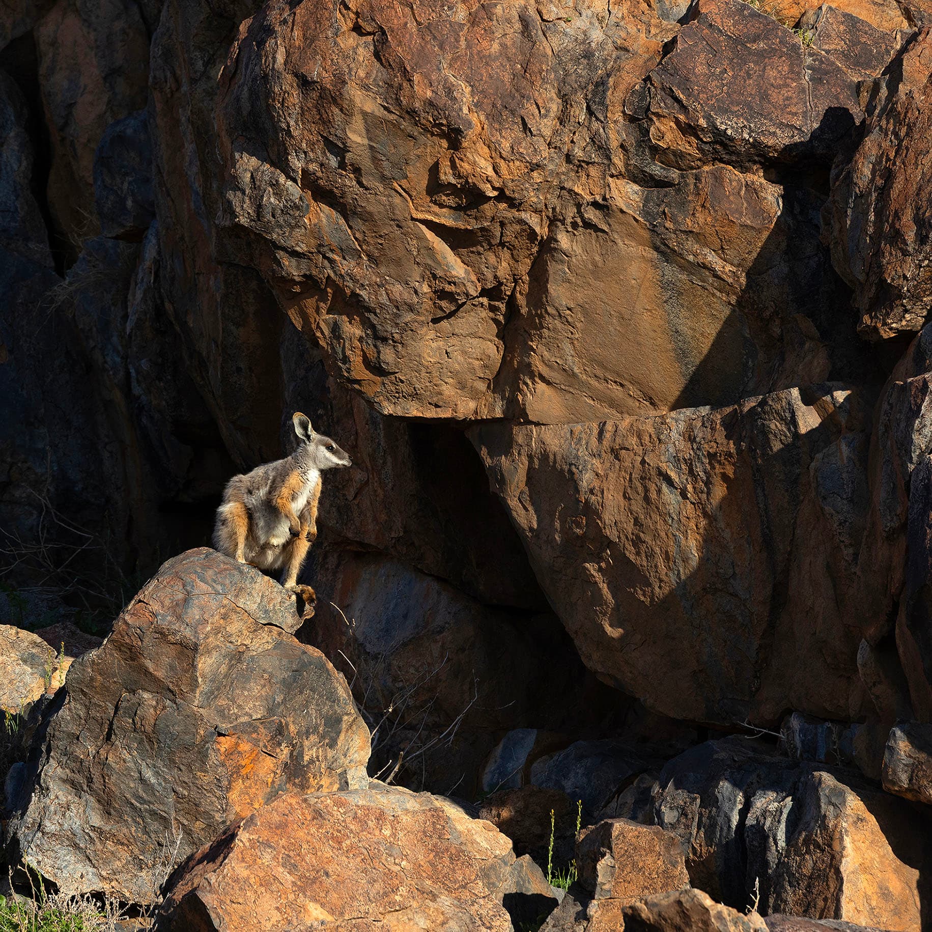 A yellow-footed rock-wallaby at Boolcoomatta Reserve, South Australia.