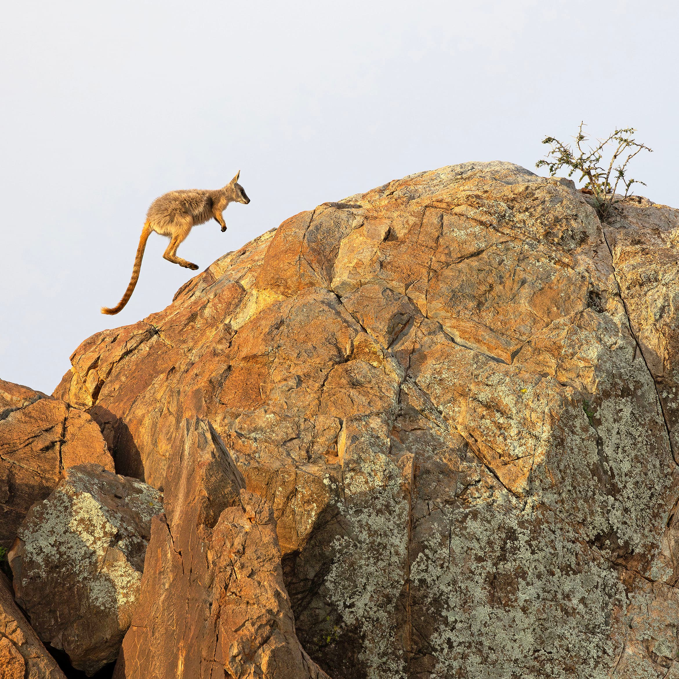 A yellow-footed rock-wallaby at Boolcoomatta Reserve, South Australia.